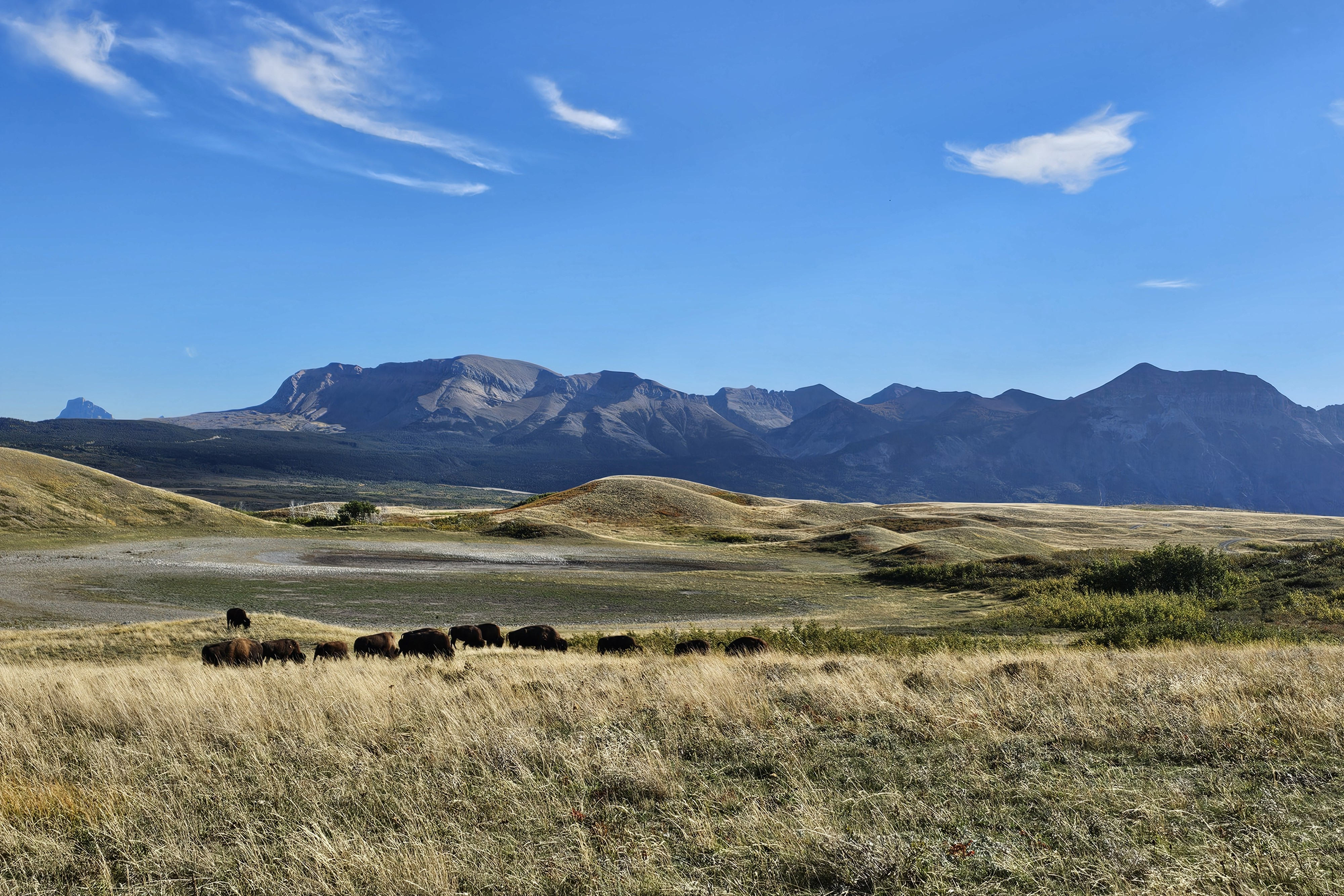 Bison Paddok